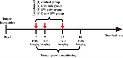 Investigation of the Therapeutic Effect of Doxorubicin Combined With Focused Shockwave on Glioblastoma